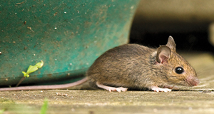 rodent control